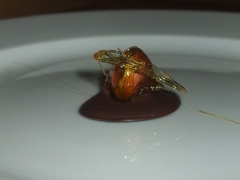 noisette dans tous ses éclats