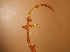 F en caramel