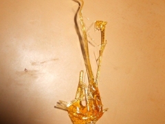 éclat de caramel